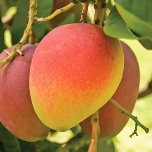 Bari 4 mango