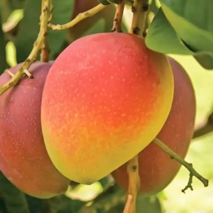 Bari 4 mango