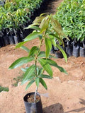 Neelum Mango traditional grafted