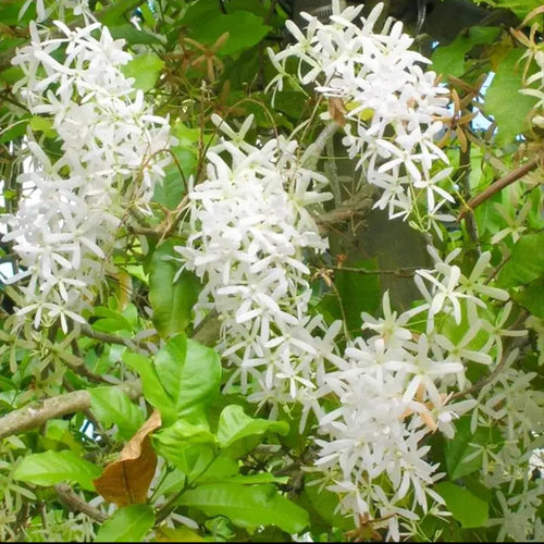 Petrea White (Sadamani Lota)