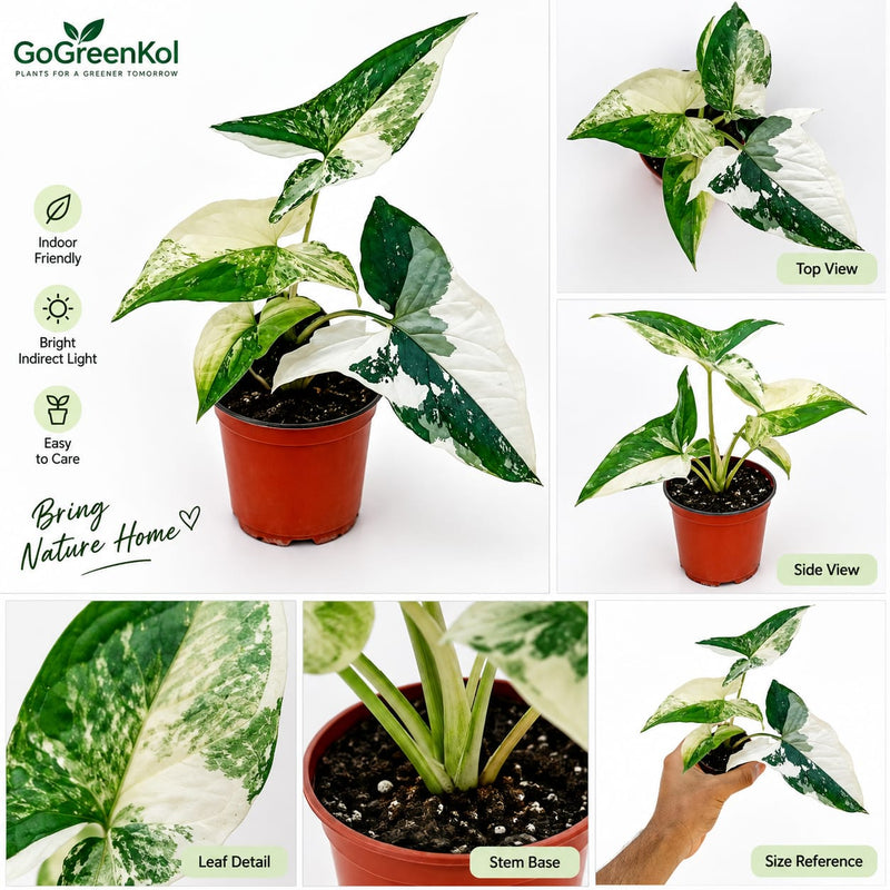 Syngonium Albo