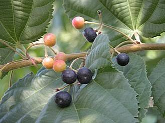 Indian Sherbet Berry (Falsa) Plant alternate view