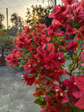 Breeza Red (grafted)