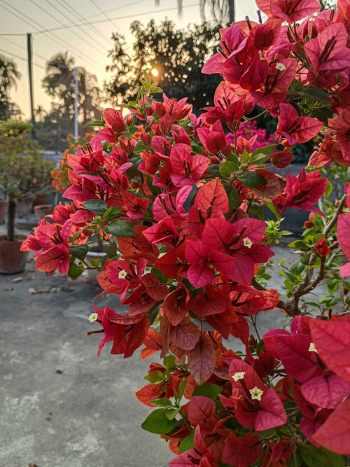 Breeza Red (grafted)