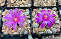 Ariocarpus kotschoubeyanus SEED GROWN