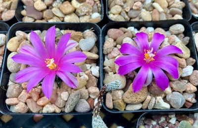 Ariocarpus kotschoubeyanus SEED GROWN