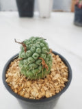 Mammillaria schumannii single spine