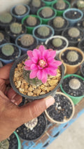 Gymnocalycium Ragonesei