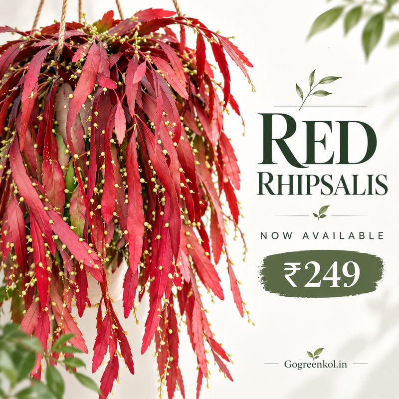 Red Rhipsalis