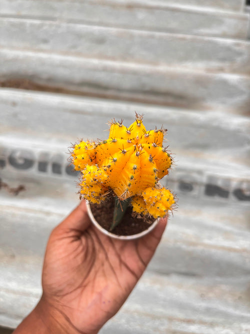 Yellow Moon Cactus alternate view