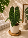 Anthurium Dark Phoenix
