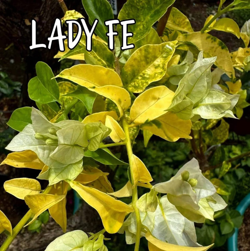 Lady FE