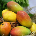 Himsagar,langra,golapkhas,subarnarekha,Choudhary Combo