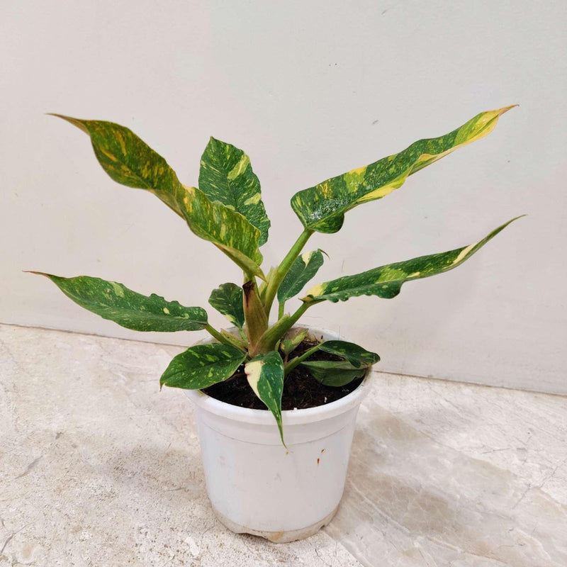 Philodendron Narrow Variegated