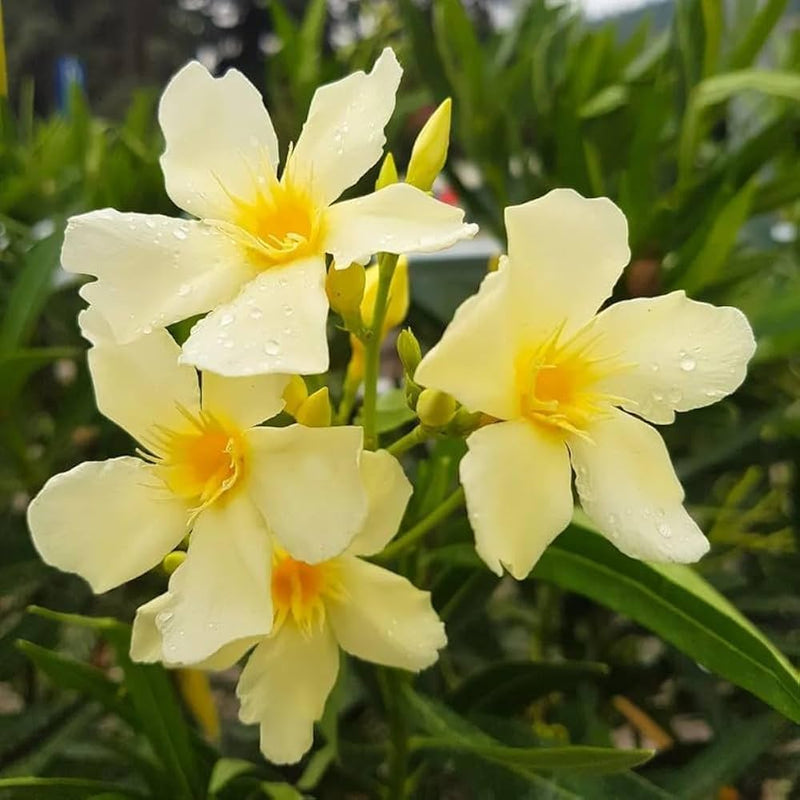 Yellow Karabi (Oleander)