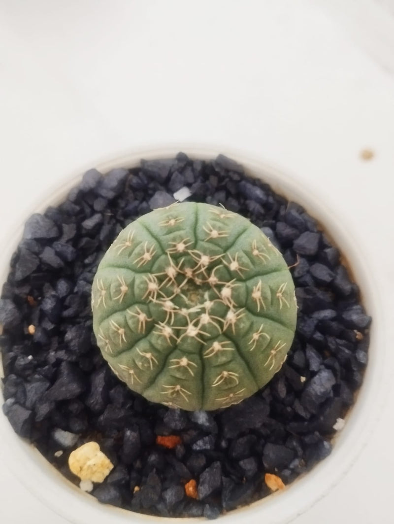 Gymnocalycium Ragonesei
