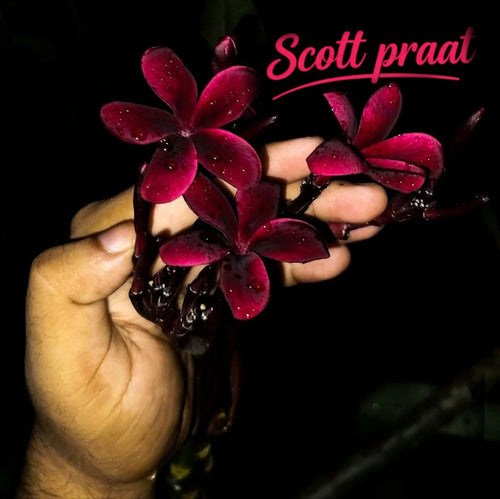 Scott Pratt (Chapa)