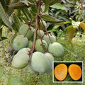 Malgova premium varaity grafted