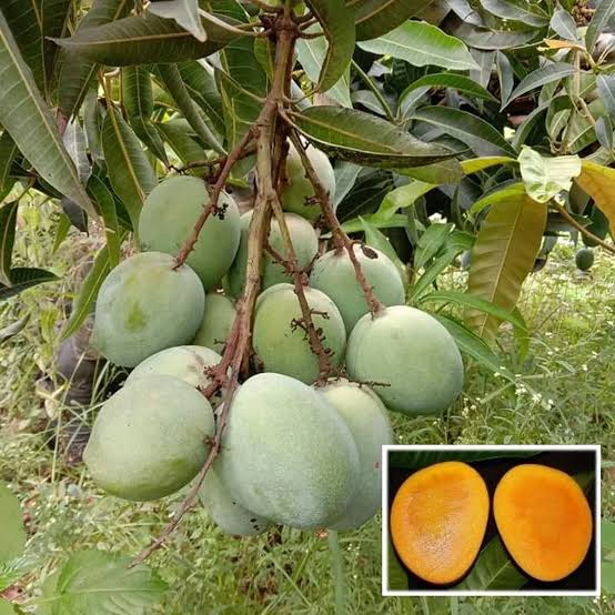 Malgova premium varaity grafted