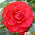 Camelia healthy plant pack of 3