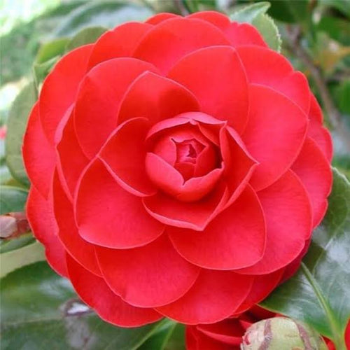 Camelia healthy plant pack of 3 alternate view