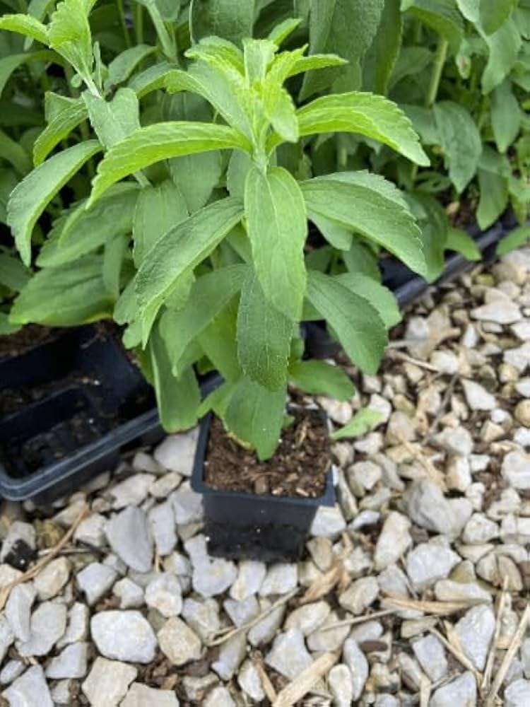 Stevia