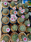 Mammillaria Schumannii