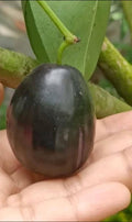 Kg 10 Black Jam