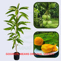 HARIVANGA BD ORIGINAL GRAFTED