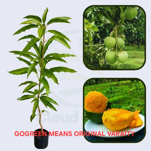 HARIVANGA BD ORIGINAL GRAFTED