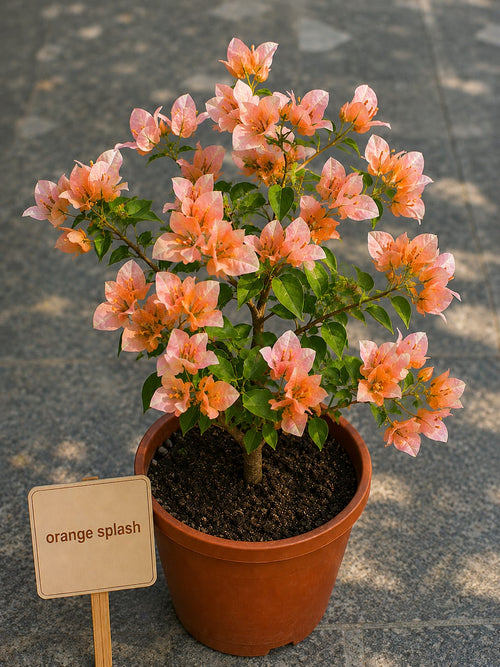 Orange Splash