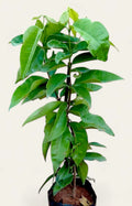 Blueberry plant original Thai.BD