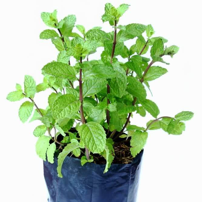Pudina