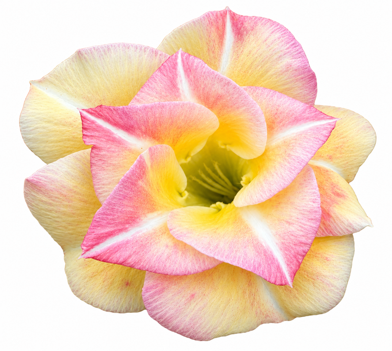 Imperial Rose