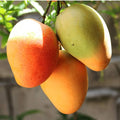 Pusa Surya mango original