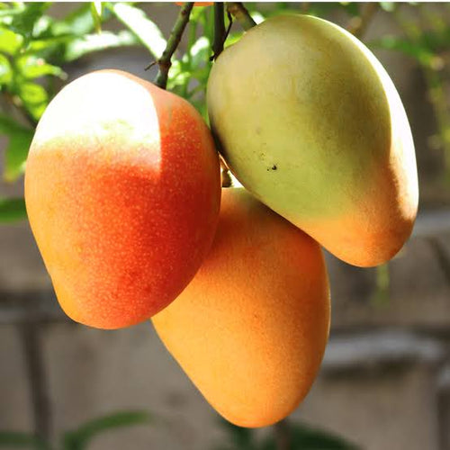 Pusa Surya mango original