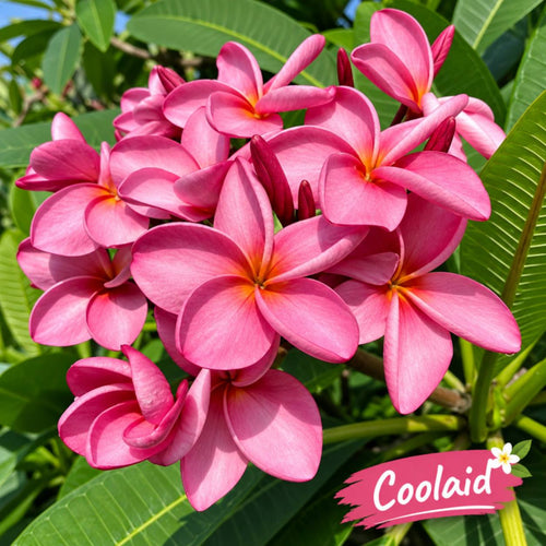 Cool Aid (Chapa)
