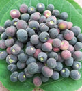 Indian Sherbet Berry (Falsa) Plant