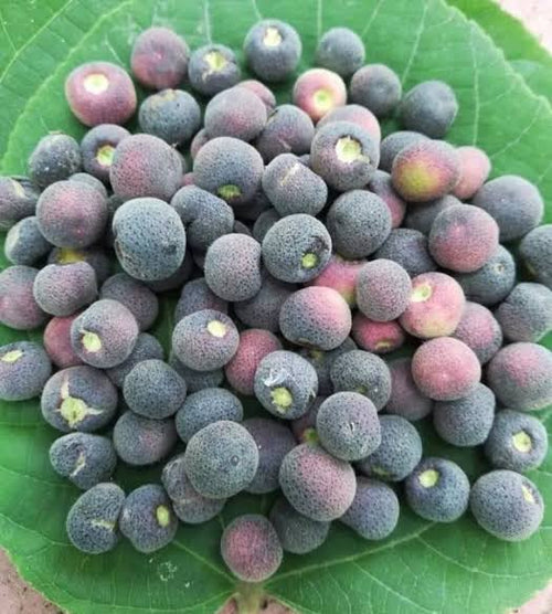 Indian Sherbet Berry (Falsa) Plant