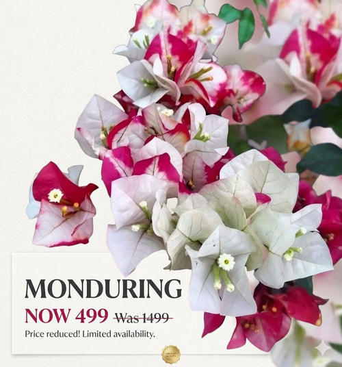 Mounduring