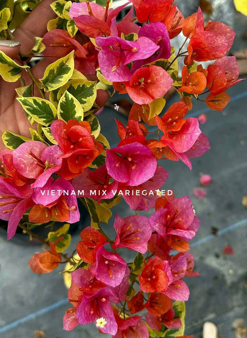 VN Mix Variegated