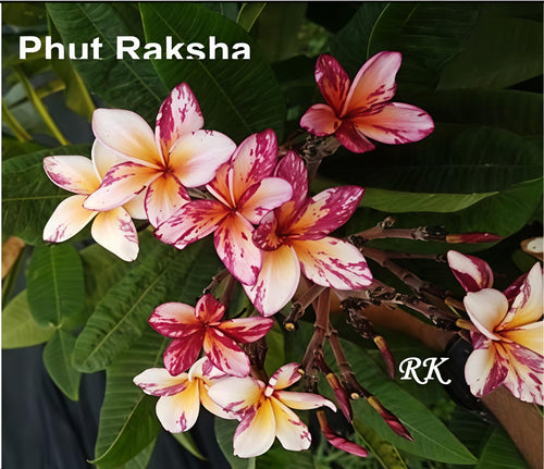 Phut Raksha