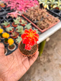 Orange Moon Cactus