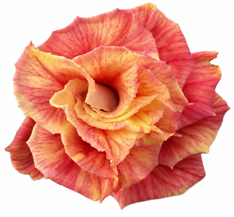 Sunshine Rose