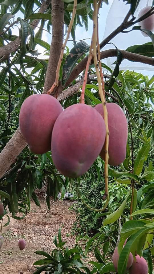 Bari 13 mango