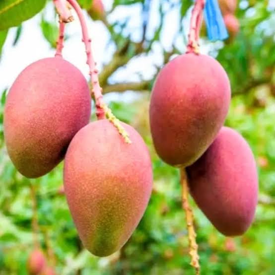 Arunima Mango Grafted Big