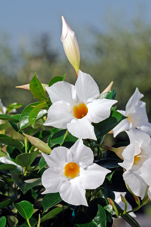 White Mandevilla