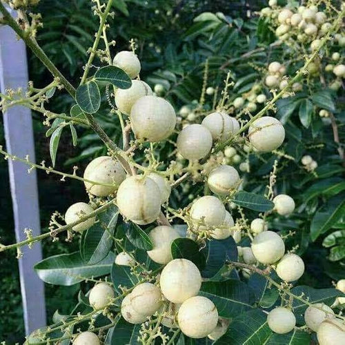White Aroma Duriuan Big Size