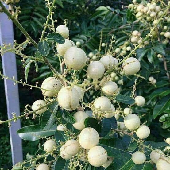 White Aroma Duriuan Big Size
