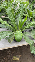 Birds Nest Fern